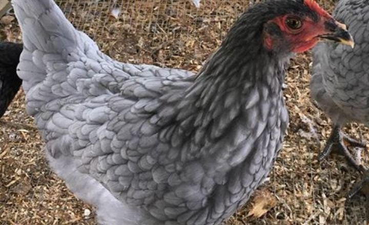 Sapphire Olive Egger Chicken Breed-A Use Full guide