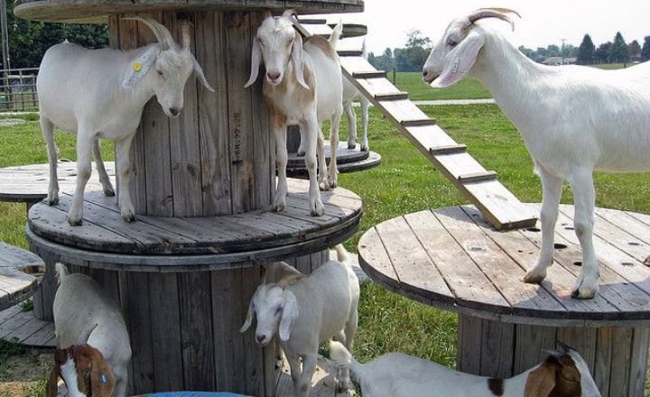 29 Inexpensive Goat Toys for Enrichment and Entertainment