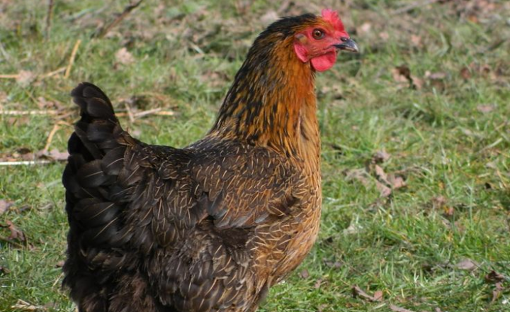 Black Sex Link Chicken Egg Color