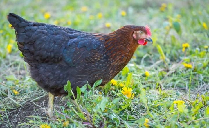 Are Black Sex Link Chickens Noisy?