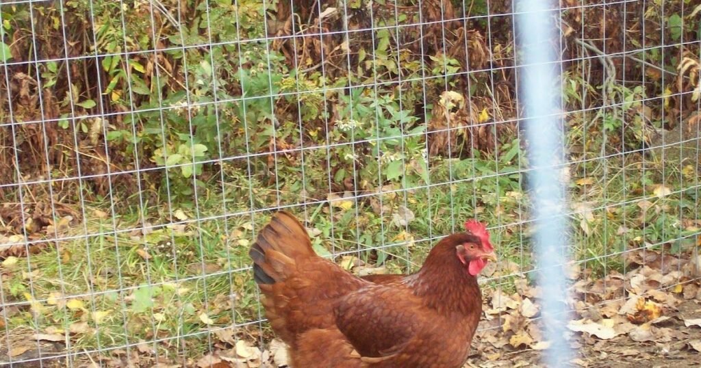 Are Easter Egger Chickens A Heritage or Hybrid Breed