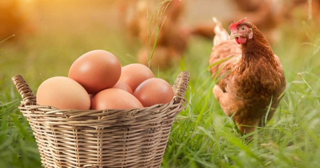 Are Easter Egger Hens Broody