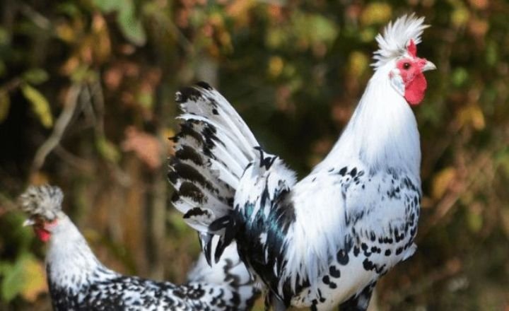 Are Sapphire Splash Chickens Good For Meat Production