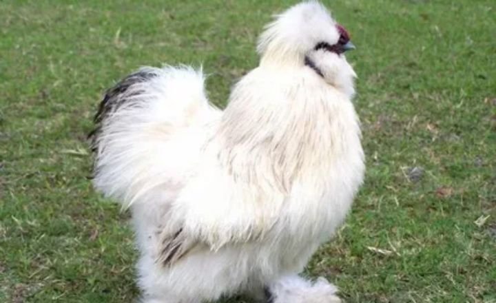 Are Silkie Chickens A Heritage or Hybrid Breed?