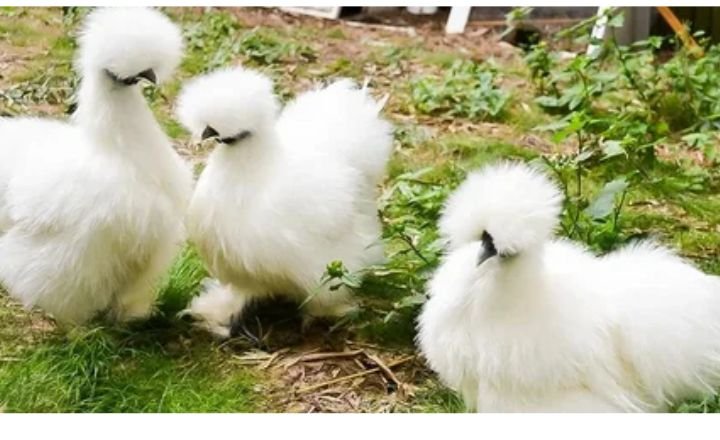 Are Silkie Chickens Good Meat Birds?