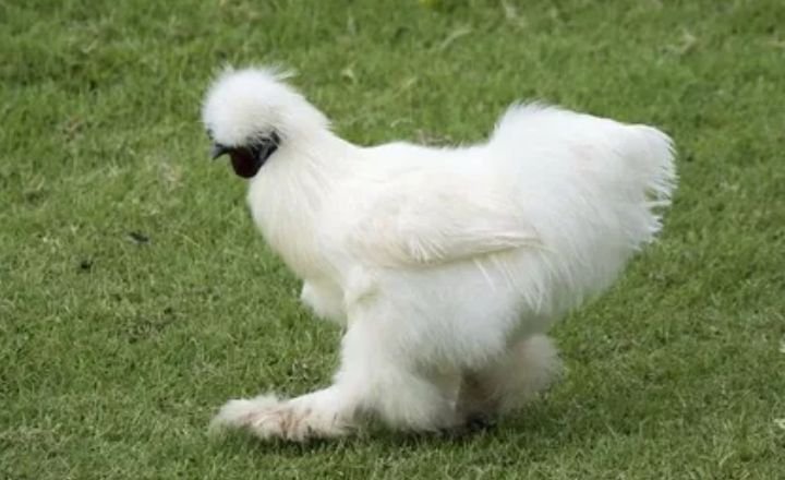 Are Silkie Chickens Hardy?