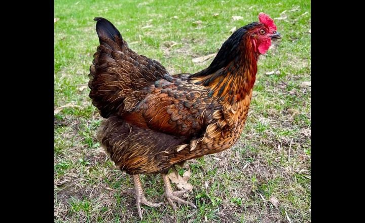 Black Sex Link Chicken Breed- A Useful guide  