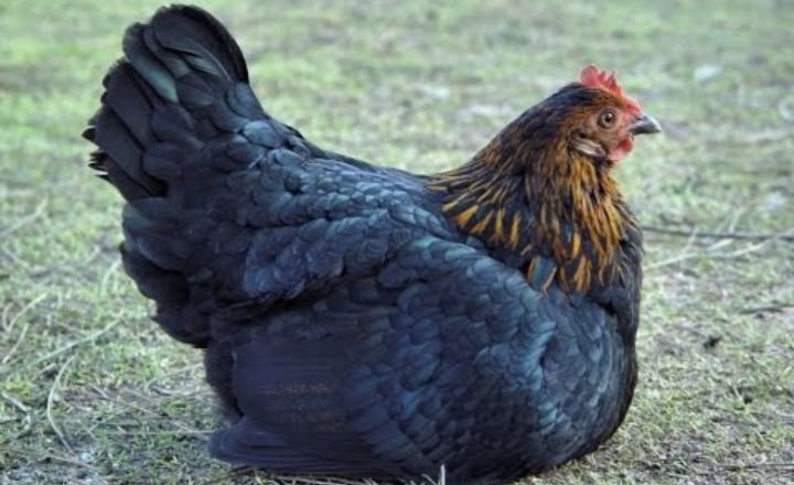 Black Sex Link Chicken Breed History