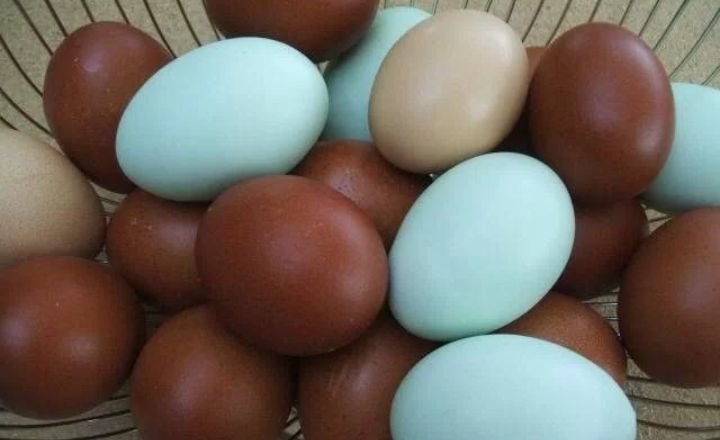 Black Sex Link Chicken Egg Color