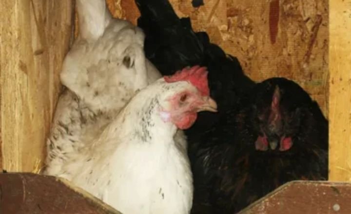 Black Sex Link Chickens Housing Requirements