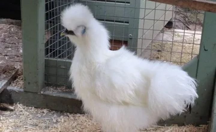 Breeding Silkie Chickens