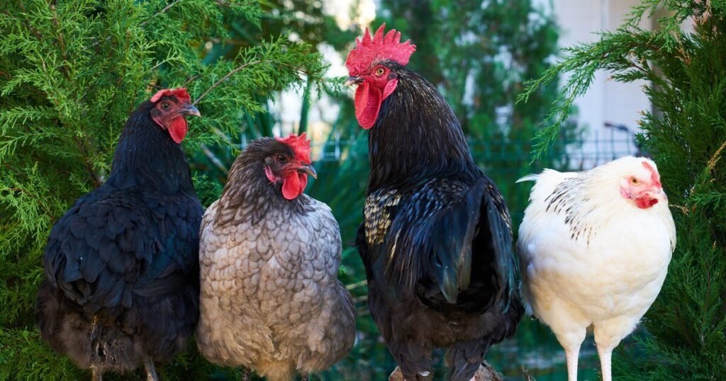 Can Sapphire Splash Chickens Breed