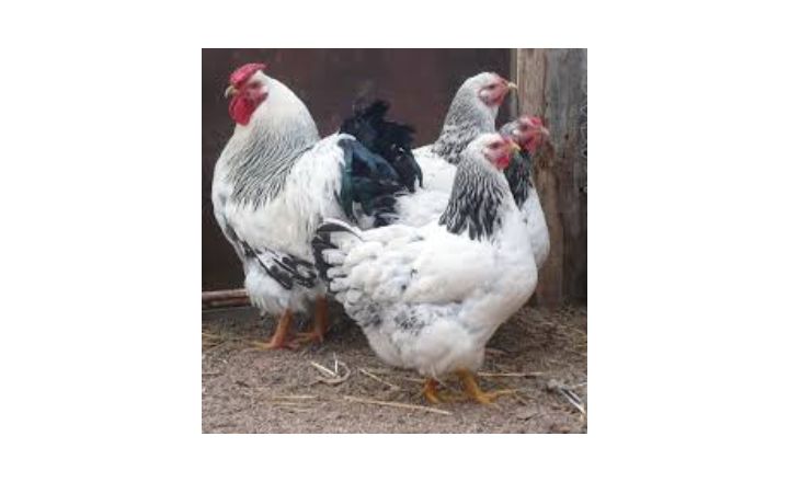 Columbian Wyandotte Chicken Breed A Useful Guide