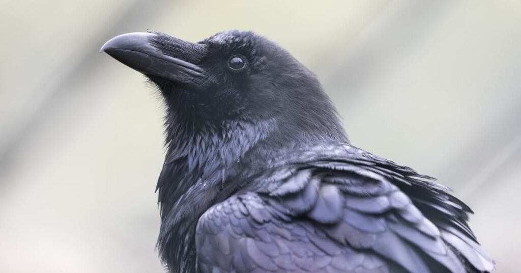 Crows Cawing Three Times Spiritual Meaning