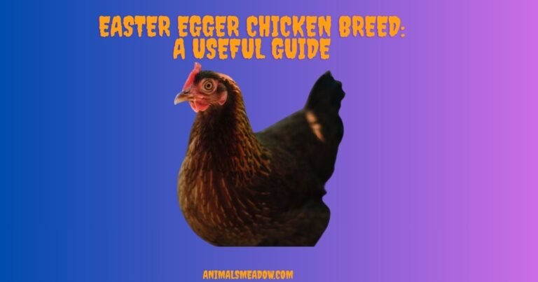 Easter Egger Chicken