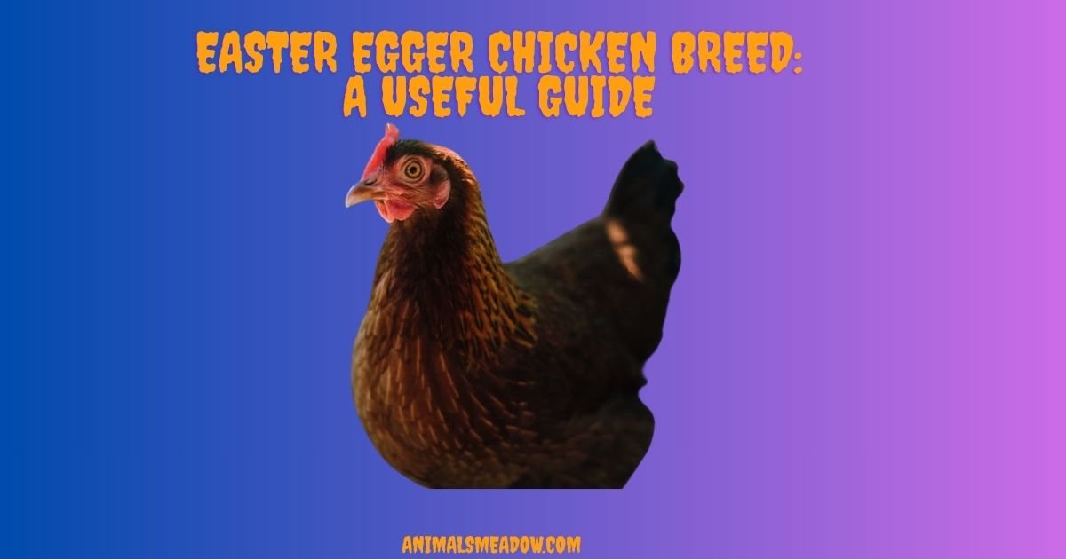 Easter Egger Chicken
