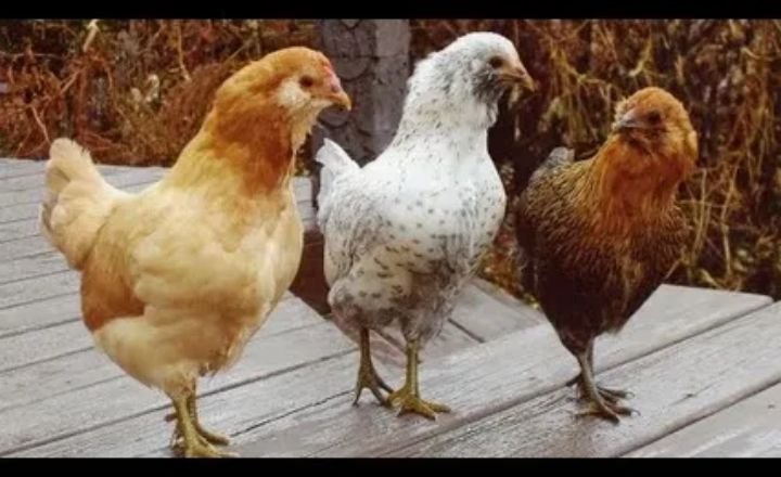 Easter Egger Chicken Breed A Useful Guide