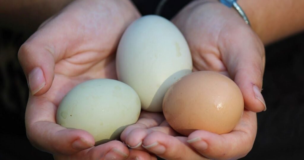 Easter Egger Egg Color