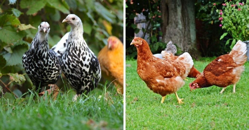 Easter Egger chicken breed Housing Requirements