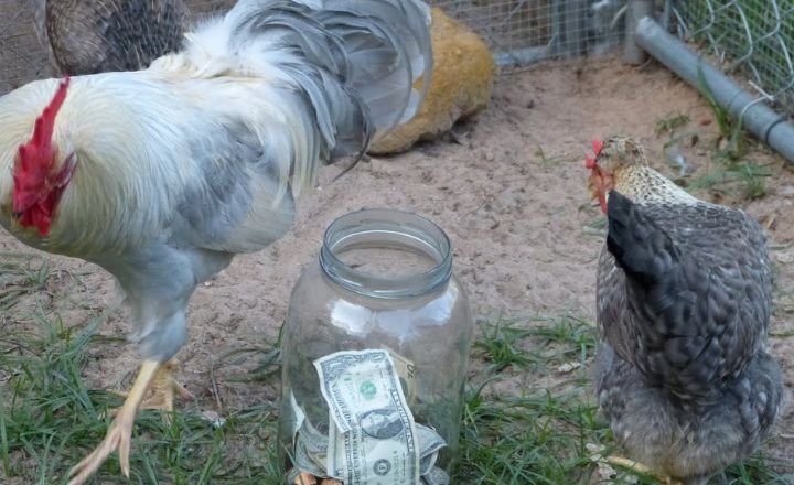 Make Money From Chickens