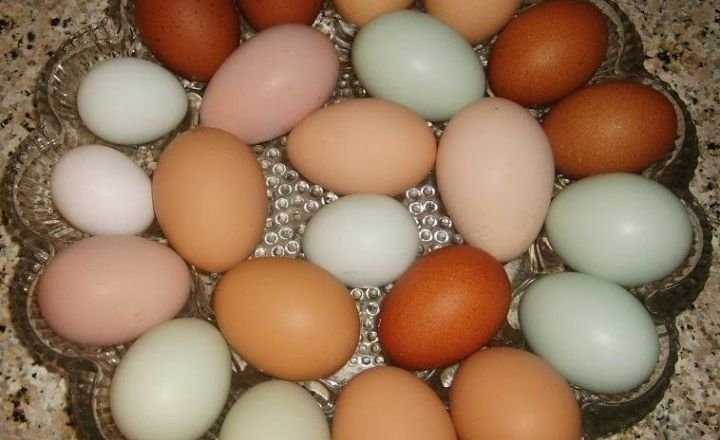 How Many Eggs Do Sapphire Splash Chickens Lay