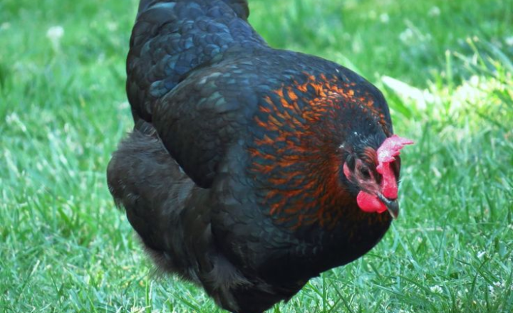 How Much Do Black Sex Link Chickens Weigh?