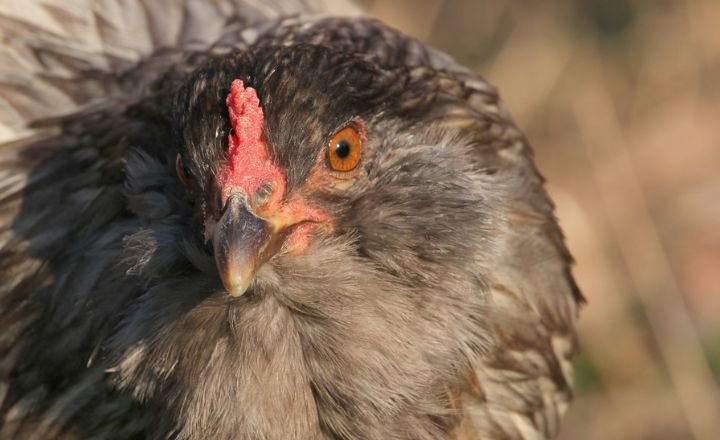 How Much Do Sapphire Olive Egger Chickens Weigh?