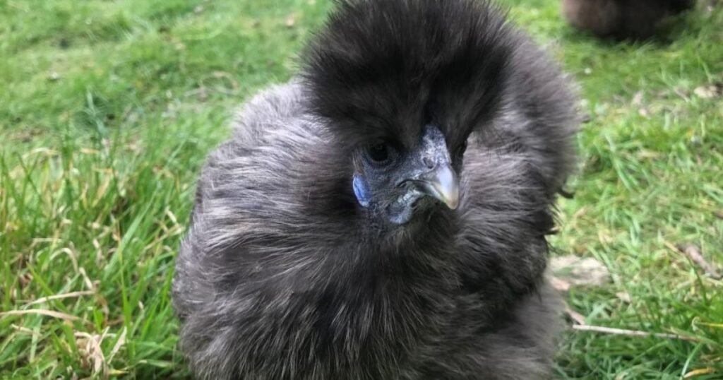 How Much Do Silkie Chickens Weigh
