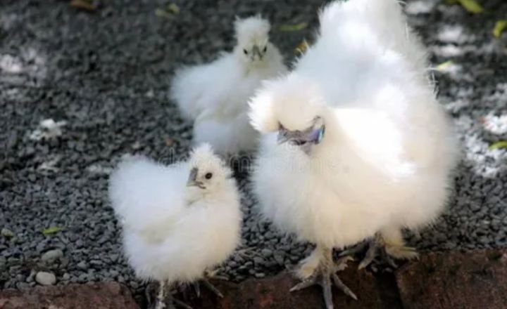 How Much Do Silkie Chickens Weigh?