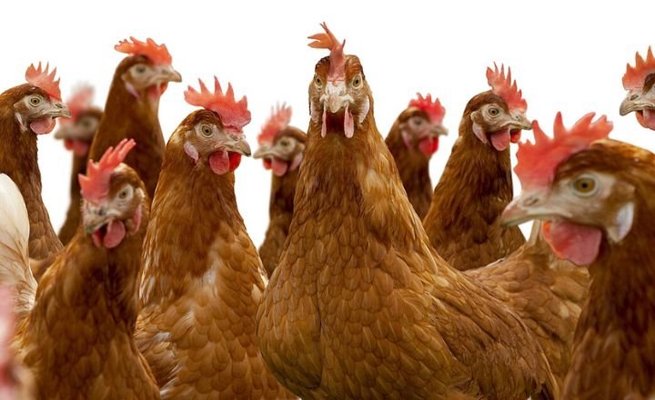 ISA Brown Chicken Breed- A Useful Guide