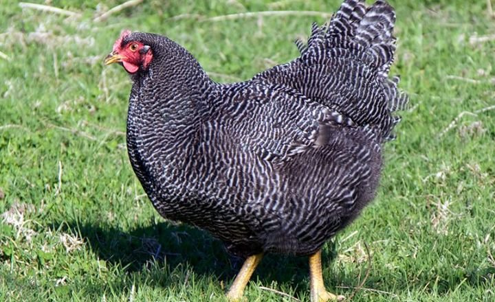 Plymouth Barred Rock Chicken Breed - A Useful Guide 