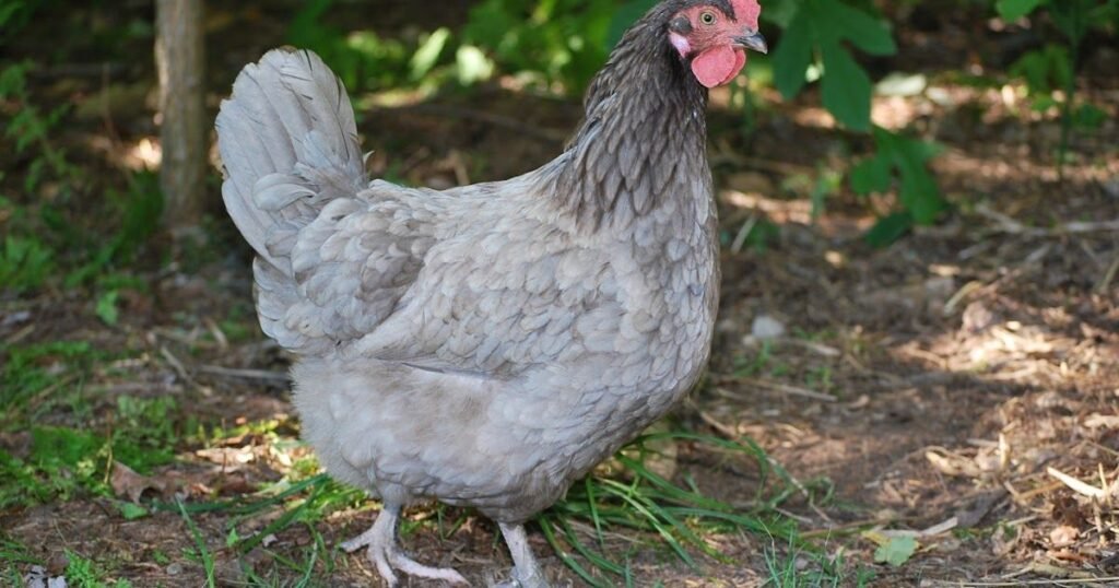 Sapphire Splash Chicken Average Lifespan