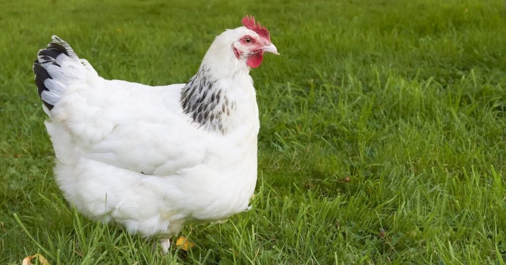 Sapphire Splash Chicken Breed Health Risks