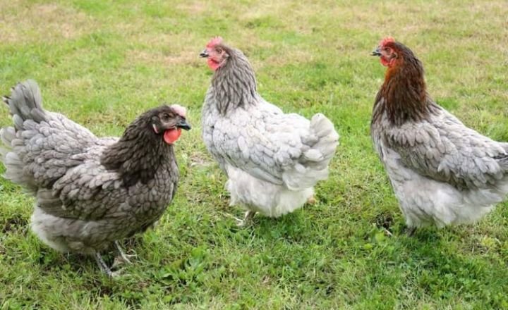 Sapphire Olive Egger Breed History