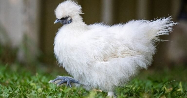 Silkie Chicken Breed