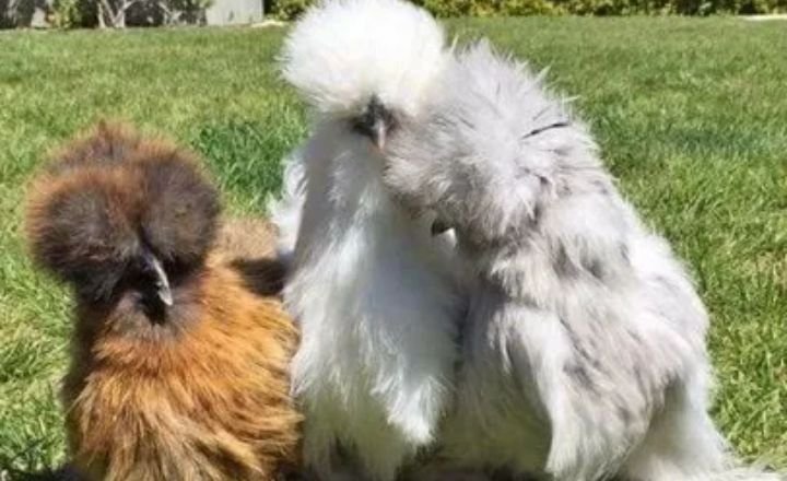 Silkie Chicken Breed A Useful Guide