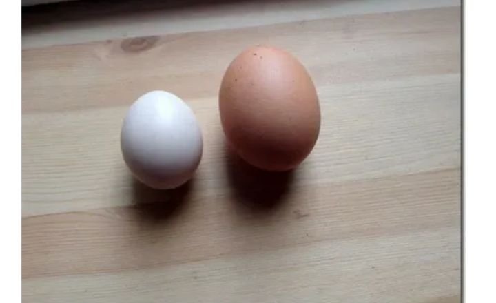 Silkie Chicken Egg Color