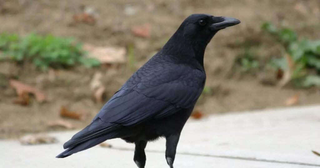 Single Crow Cawing at You Spiritual Meaning