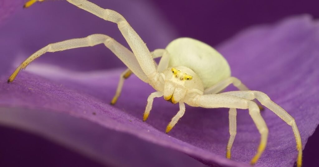 Spiritual Meanings of Seeing A White Spider