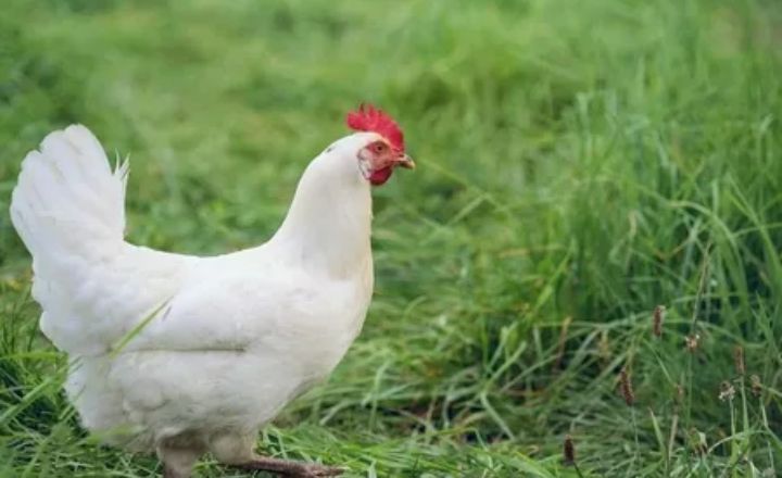 White Jersey Giant Chicken Breed A Useful Guide