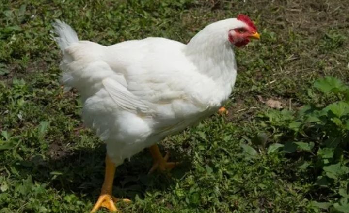 White Leghorn Chicken Breed A Useful Guide