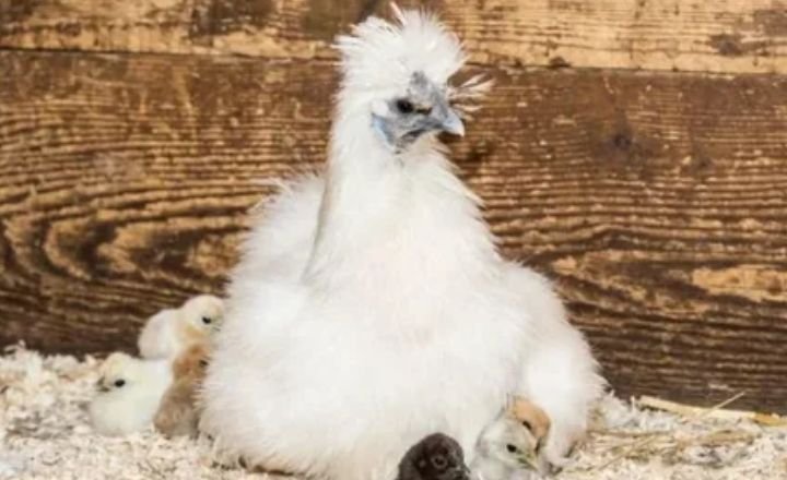 White Silkie Chicken Housing Requirements