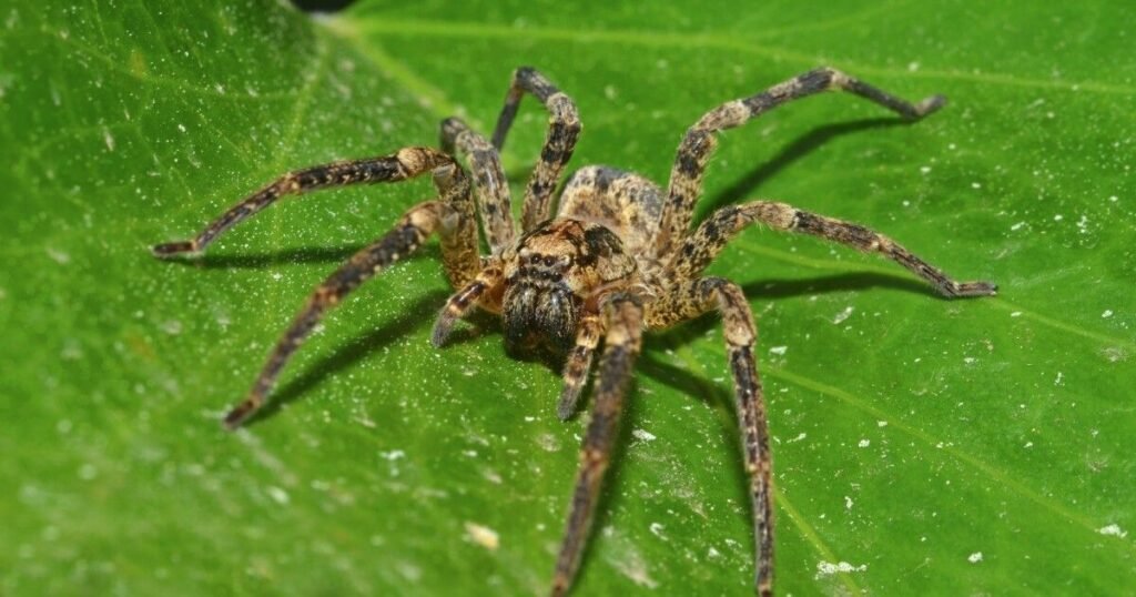 White Spider Totem, Spirit, and Power Animal