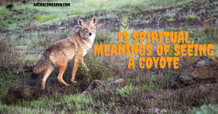 13 Spiritual Meanings of Seeing A Coyote