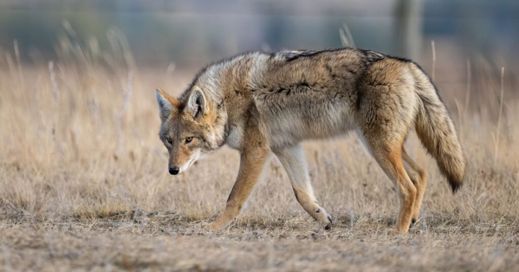 Coyote Totem, Spirit, and Power Animal