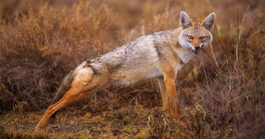 Seeing a Coyote in the Daytime Meaning