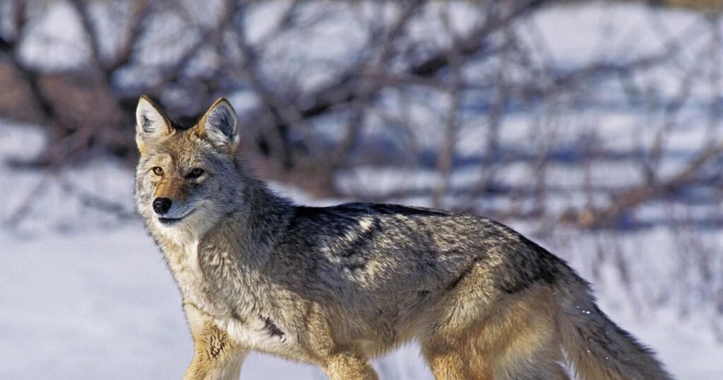 Spiritual Meanings of Seeing A Coyote