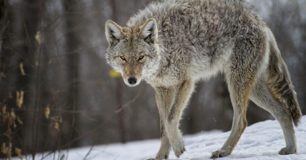 What Different Color Coyotes Symbolize