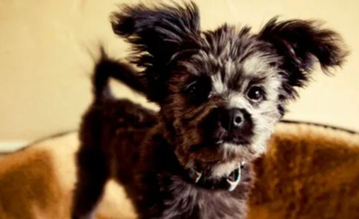 Black Yorkie