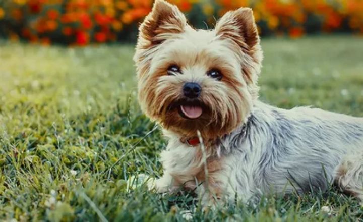 Blue Yorkie